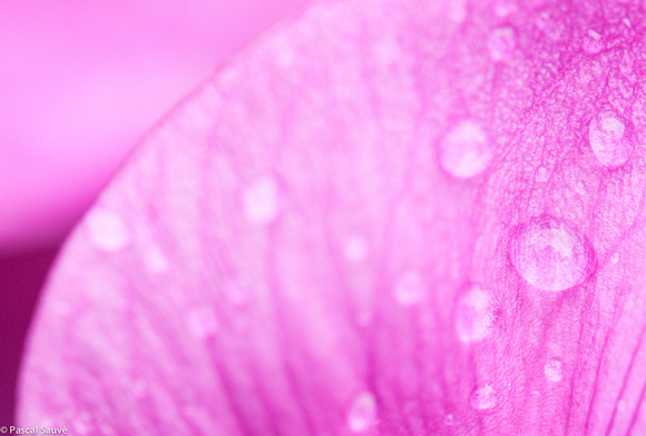 Dew On Pink Petal