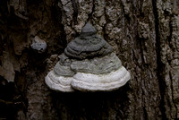 Mushroom Cone