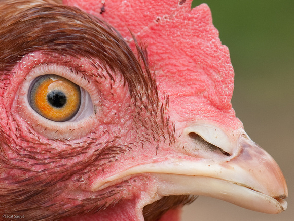 Chicken Close-Up
