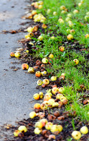 Fallen Road Side Apples
