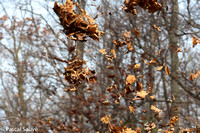 Dead Leaves Thrown