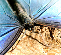 Blue Morpho Butterfly #1