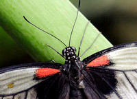 Female Rumanzovia Swallowtail Butterfly #1