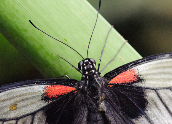 Female Rumanzovia Swallowtail Butterfly #1