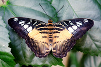 Clipper Butterfly #2