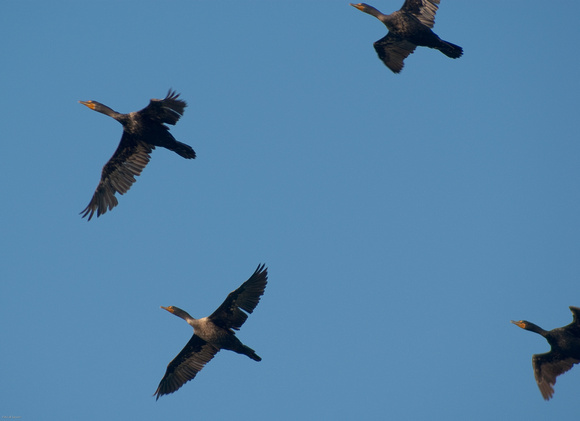 Flight Of The Cormorans