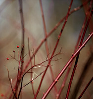 Small Red Buds