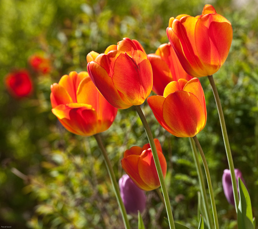 Assorted Tulips