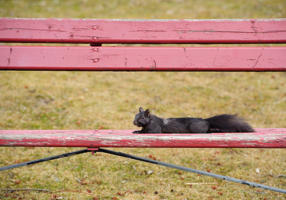 Park Bench Squirrel