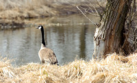 Canada Geese By The Shore