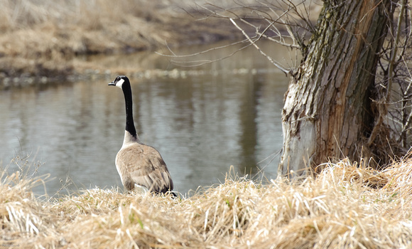 Canada Geese By The Shore