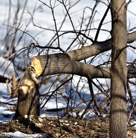 Beaver Timber