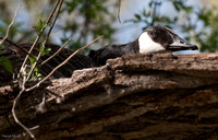 Canada Goose In Nest