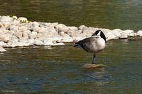 Canada Goose On A Rock