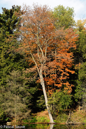 Autumn Leaves 2011