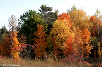 Autumn Leaves 2011