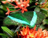 Emerald Monarch Butterfly