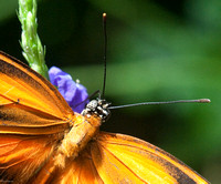 Male Orange Tiger Butterfly