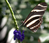 White Zebra Longwing Butterfly #2