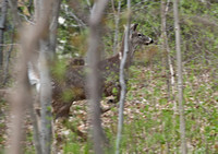Deer Near My Home