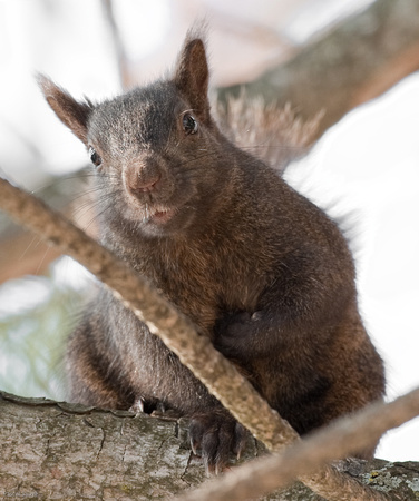 Portrait Of A Squirrel